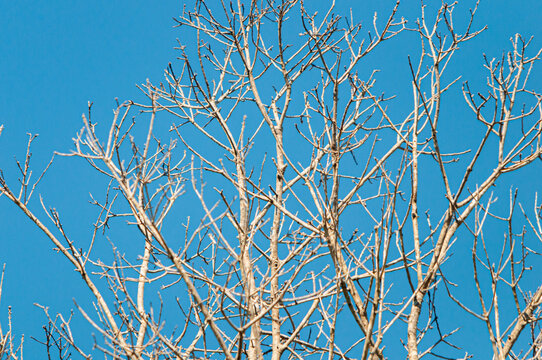 Tree with no leaves on blue sky