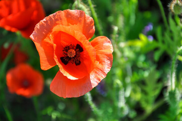 red poppy flower