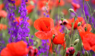 Obraz premium Beautiful background of red poppies blooming