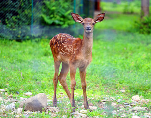 Naklejka na ściany i meble Beautiful little deer in the nature reserve