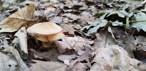 Wild mushrooms in the woods