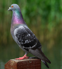 Pigeon Posing for Rewards.