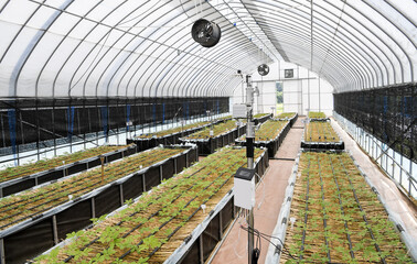 smart farm in Korea and is growing ginseng.