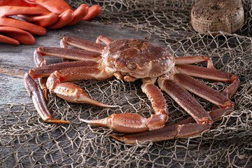 Live Snow Crab © fudio