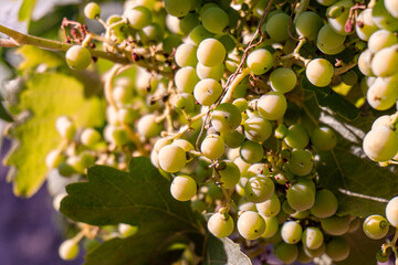 bunch of grape growing on a vine.