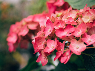 The hydrangea flower is red in close-up. Blooming, petals, selective focus