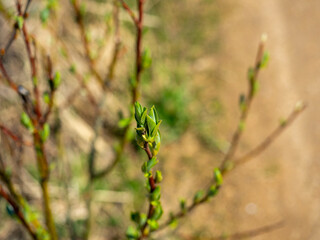 close-up of a young green leaf on a shrub. The concept of spring, the revival of nature. Blurred background, selective focus