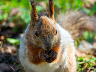 Large portrait of a squirrel sitting on the green grass in the park on a sunny spring day. Close up