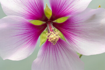 Fototapeta premium Close-up shot of a Malva blossom