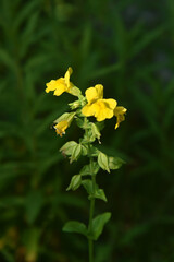Fototapeta premium gelbe Gauklerblume