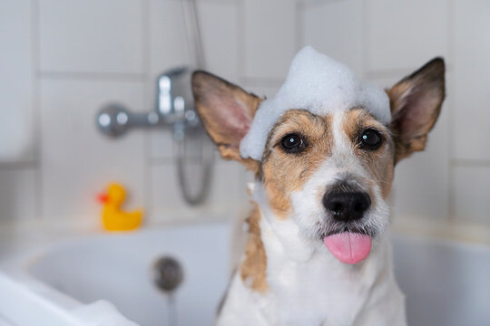 Funny dog in the bathroom with a slipper on his head, The pet takes a shower, shows its tongue. soft focus