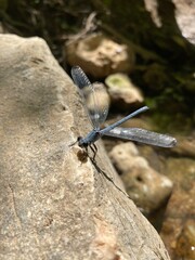 dragonfly on a rock
