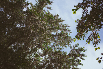 nature