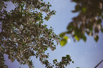 nature