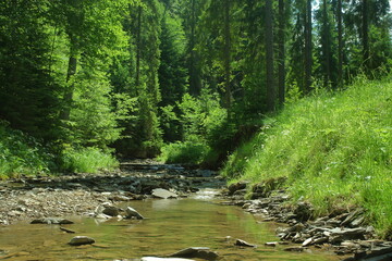 Rushing strem in the summer forest