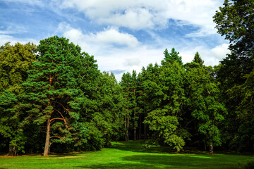 real nature with trees