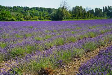 Purple lavender flower blooming