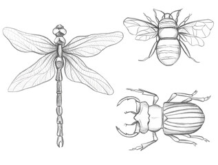 graphic bee, dragonfly and beetle