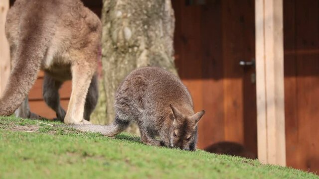 Young Bennett's Wallaby Eats Grass in Zoo. Macropus Rufogriseus in Czech Zoological Garden.