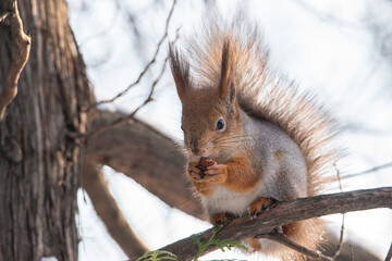 Squirrel in winter sits on a tree..