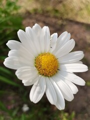Fototapeta premium white daisy flower