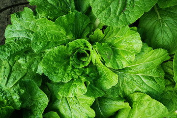 Young cabbage, early Brussels sprouts, cauliflower. Eco-friendly harvest in the garden. Pest control concept with natural remedies for the benefit of plants