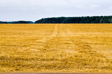 Fototapeta premium part of an agricultural field
