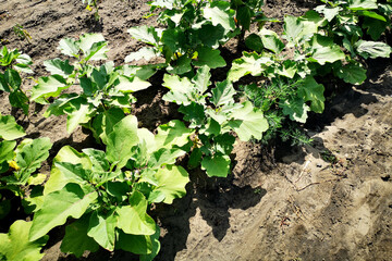 Eggplant and sweet pepper seedlings in the country, in the garden. Fertilizing and processing plants for an excellent vegetable harvest
