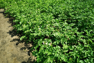 Fototapeta na wymiar Young potato sprouts, tops in the beds. Growth in potato prices due to a shortage of root crops. Gardening and Bountiful Harvest Predictions