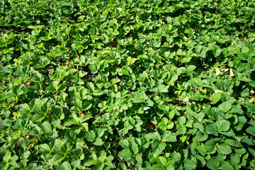 Strawberries, strawberries, top view of the beds with green leaves. Berry period.