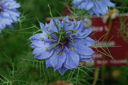 fleurs