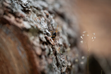 forest bee at work in the forest