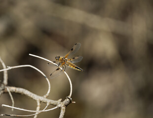 Black-throated dragonfly in nature