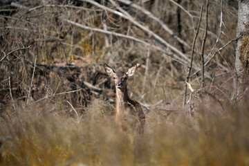 Roe deer on a forest glade