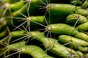 Spines, Spikes, cactus close up.