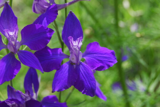 fleurs
