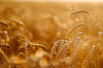 Gold wheat field. Growth nature harvest. Agriculture, gardening or ecology concept.