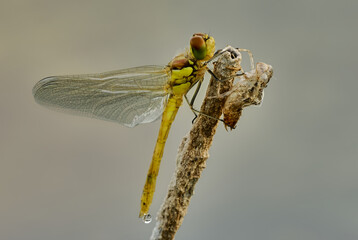 Common darter dragonfly female  with larva, exuvia, close up. Resting on a dry blade of grass in the water. Early morning. Blurred light background. Genus species Sympetrum striolatum. 