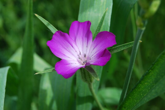 fleurs