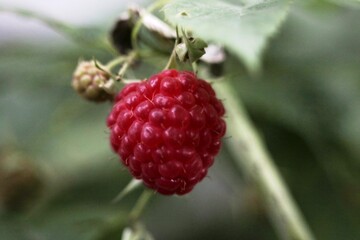raspberry on a brench