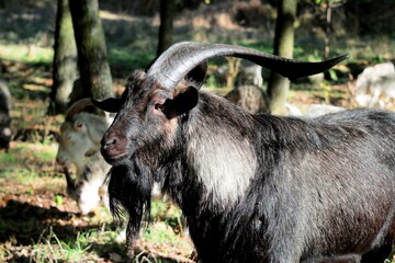 goat on the meadow