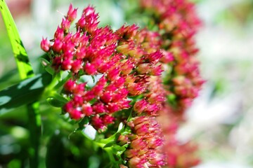 Sedum flowers closeup