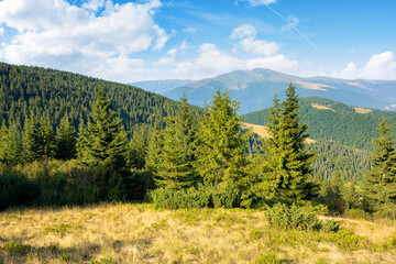Fototapeta na wymiar idyllic mountain scenery in morning light. evergreen trees on the steep hills. wonderful summer landscape of carpathians with gorgeous cloudscape on the blue sky