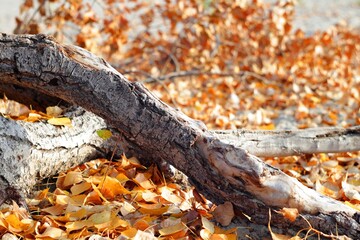 autumn leaves on the tree