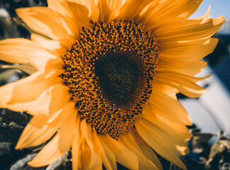 Macroaufnahme von einer Sonnenblume mit tollen Details