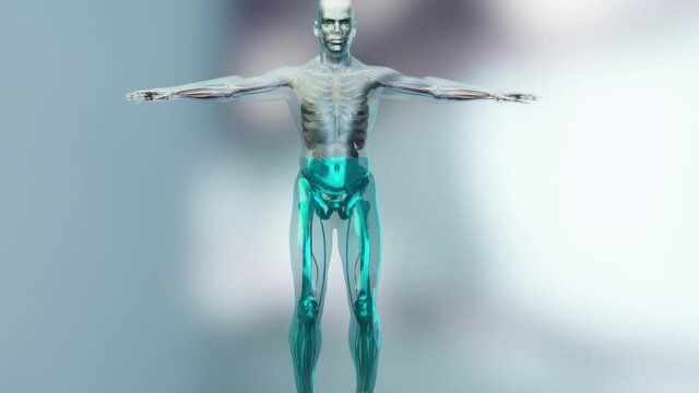 body water balance, water in human body, 70% of the human body is water. 3d render