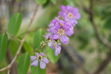 purple Inthanin flower in garden