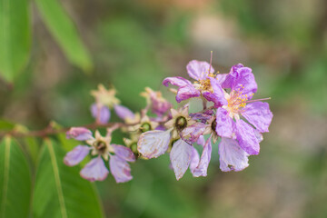 purple Inthanin flower in garden
