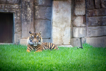 Imagen de un tigre tumbado en la hierva con un muro de piedra de fondo .