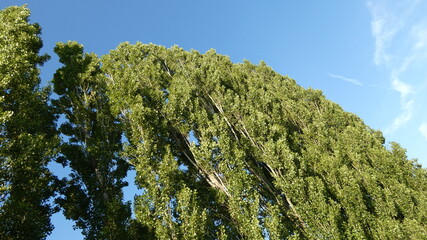 Poplar alley against the blue sky.
